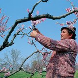 Pruning fruit trees