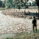 Duck farm