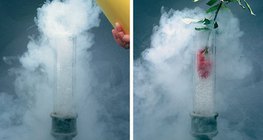 O ar líquido congela a flor para que se quebre facilmente