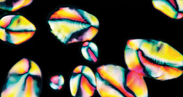 Grânulos de amido em batata