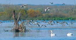 Aves aquáticas em Kis-Balaton (Hungria)