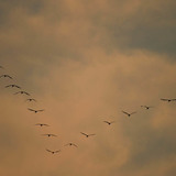 Flock of common cranes