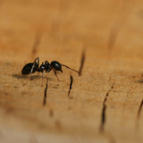 Ant
