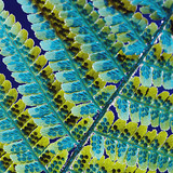 Male fern leaf