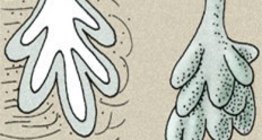 Glândulas da pele: glândula sebácea