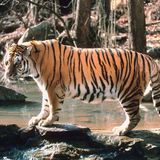 Tigre