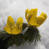 Eranthis