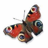 Mariposa pavo real