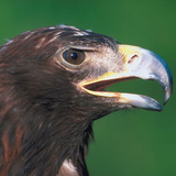 White-tailed eagle (erne)