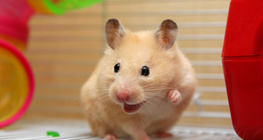 Hamster