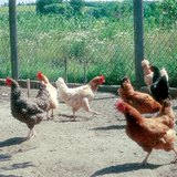 Different types of chickens