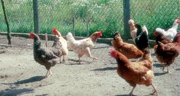 Diferentes tipos de galinhas