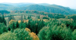 Deciduous forest