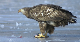 White-tailed eagle on ice