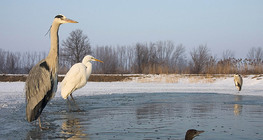 Grey heron and Great egret on ice