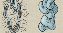 Glândulas da pele: glândula sudorípara