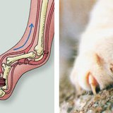 Anatomy of the cat's claw