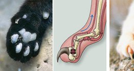Anatomía de la garra del gato