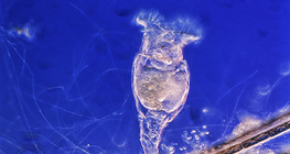 Rotifera