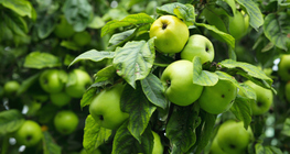 Maçã verde na árvore