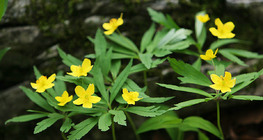 Anemone ranunculoides