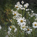 Leucanthemella serotina