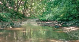 El arroyo Cuha en los montes de Bakony (Hungría)