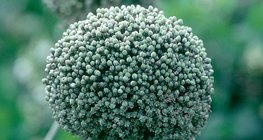 Inflorescencia de la cebolla