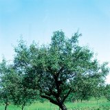 Apple tree