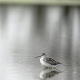 Spotted redshank