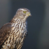 Açor