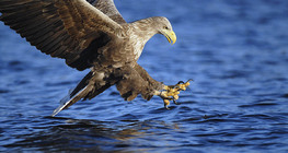 White-tailed eagle fishing
