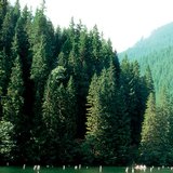 O Lago Vermelho na Transilvânia foi formado por um deslizamento de terras