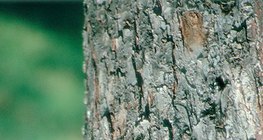 Tronco de uma macieira