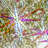 Stellate hairs