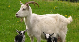 Uma cabra com as suas crias