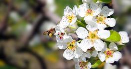 Florescendo macieira