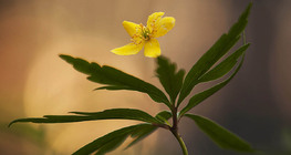 Anemone ranunculoides