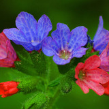 Pulmonaria