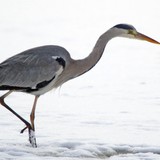 Gray heron