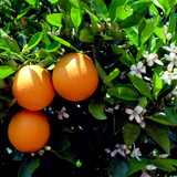 Laranjas