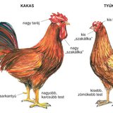 A kakas és a tyúk összehasonlítása
