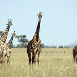 Giraffes in the Serengeti National Park