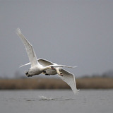 Mute swans flying