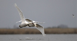 Mute swans flying