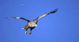 White-tailed eagle