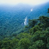 Selva tropical