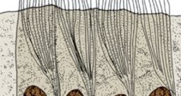 Ciliated columnar epithelium