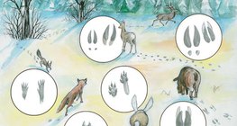 Huellas animales en la nieve