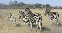 Zebras